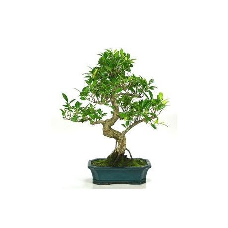 Bonsai ficus