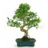 Bonsai ficus