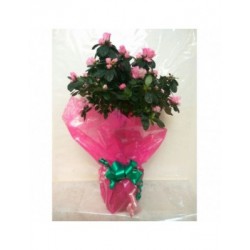 Azalea en Copa