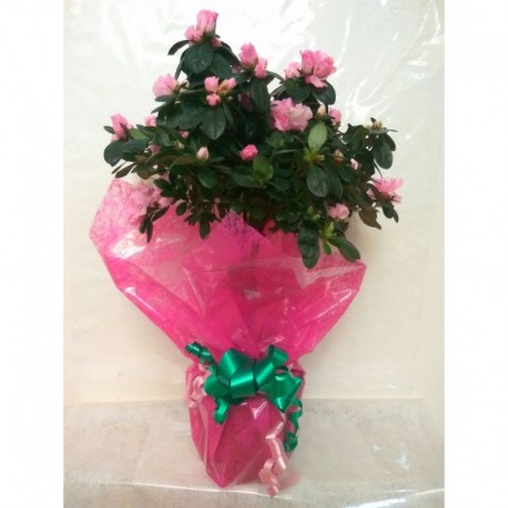 Azalea en Copa