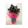 Azalea en Copa