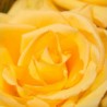 Rosa amarilla