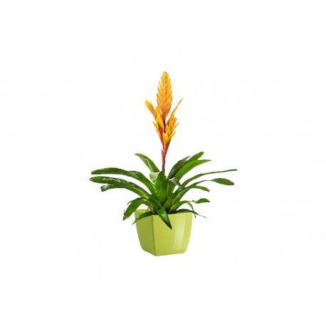 Bromelia