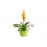 Bromelia