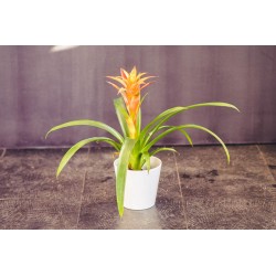 Guzmania