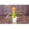 Guzmania