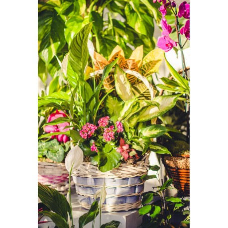 Cesta con asa de plantas de interior