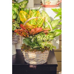 Cesta planta mediana con asa