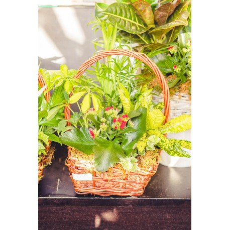 Cesta de plantas