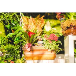 Composición plantas y fuente