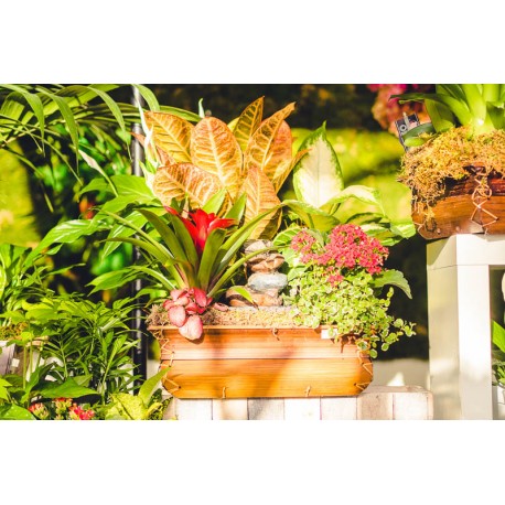 Composición plantas y fuente