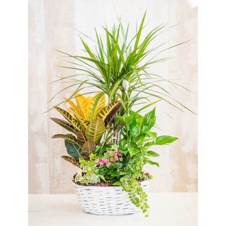 Cestas variada plantas