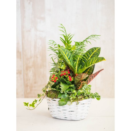 Cesta de plantas variada