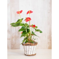 Anthurium (rojo, blanco, verde)