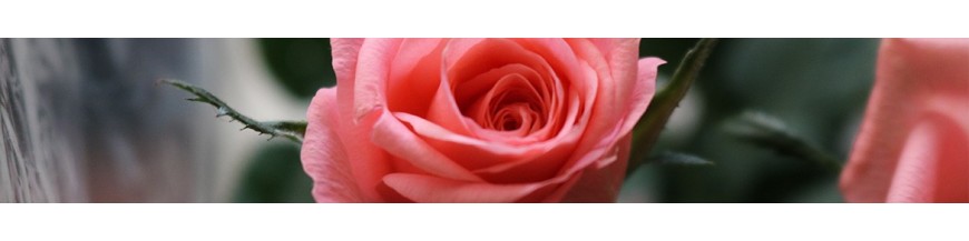 Rosas